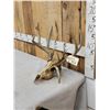Image 4 : Wild Nontypical Whitetail Antlers On Skull