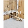 Image 5 : Wild Nontypical Whitetail Antlers On Skull