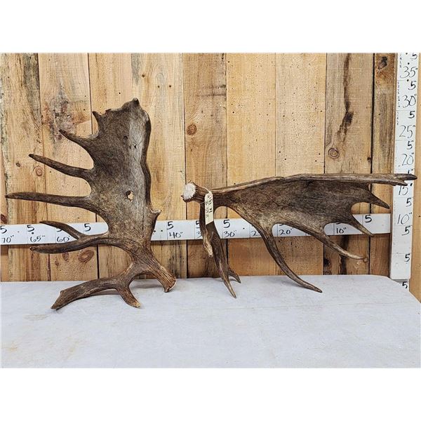 Set Of 31.3 Lbs Self Standing Alaskan Moose Shed Antlers
