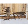 Image 1 : Set Of 31.3 Lbs Self Standing Alaskan Moose Shed Antlers