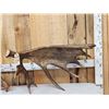 Image 2 : Set Of 31.3 Lbs Self Standing Alaskan Moose Shed Antlers