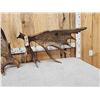 Image 3 : Set Of 31.3 Lbs Self Standing Alaskan Moose Shed Antlers