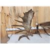 Image 4 : Set Of 31.3 Lbs Self Standing Alaskan Moose Shed Antlers