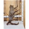 Image 6 : Set Of 31.3 Lbs Self Standing Alaskan Moose Shed Antlers
