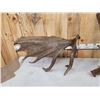 Image 7 : Set Of 31.3 Lbs Self Standing Alaskan Moose Shed Antlers