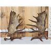 Image 8 : Set Of 31.3 Lbs Self Standing Alaskan Moose Shed Antlers