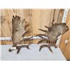 Image 9 : Set Of 31.3 Lbs Self Standing Alaskan Moose Shed Antlers