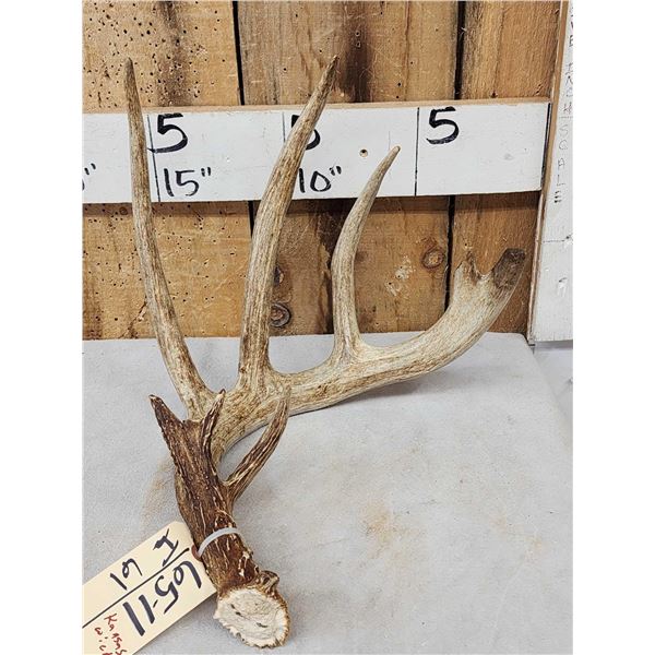 BIG Wild Kansas Whitetail Shed Antler