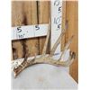 Image 2 : BIG Wild Kansas Whitetail Shed Antler