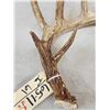 Image 3 : BIG Wild Kansas Whitetail Shed Antler