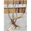 Image 4 : BIG Wild Kansas Whitetail Shed Antler