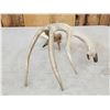 Image 5 : BIG Wild Kansas Whitetail Shed Antler