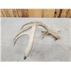 Image 6 : BIG Wild Kansas Whitetail Shed Antler