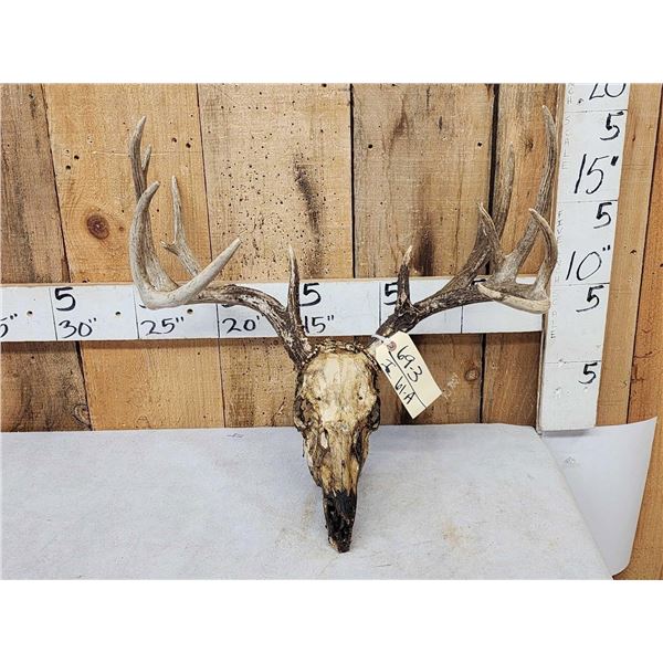 Wild Main Frame 5x5 Whitetail Antlers On Skull