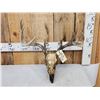 Image 1 : Wild Main Frame 5x5 Whitetail Antlers On Skull