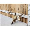 Image 2 : Wild Main Frame 5x5 Whitetail Antlers On Skull