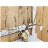 Image 3 : Wild Main Frame 5x5 Whitetail Antlers On Skull