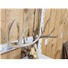 Image 4 : Wild Main Frame 5x5 Whitetail Antlers On Skull