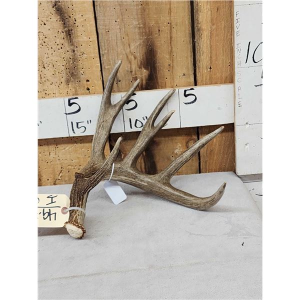 80 1/8" Wild Whitetail Shed Antler