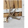 Image 1 : 80 1/8" Wild Whitetail Shed Antler