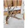 Image 2 : 80 1/8" Wild Whitetail Shed Antler