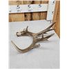Image 3 : 80 1/8" Wild Whitetail Shed Antler