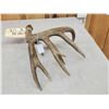 Image 4 : 80 1/8" Wild Whitetail Shed Antler