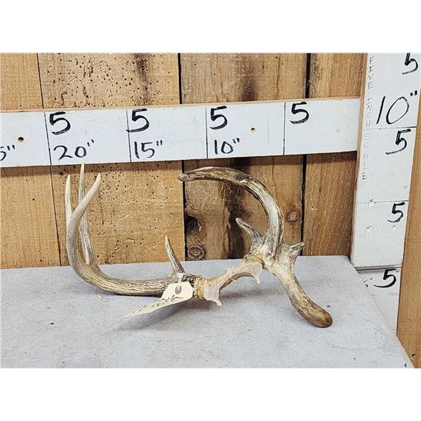 Freak Nontypical Whitetail Antlers On Skull Plate
