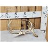 Image 1 : Freak Nontypical Whitetail Antlers On Skull Plate