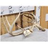 Image 3 : Freak Nontypical Whitetail Antlers On Skull Plate