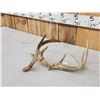 Image 4 : Freak Nontypical Whitetail Antlers On Skull Plate