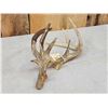 Image 5 : Freak Nontypical Whitetail Antlers On Skull Plate
