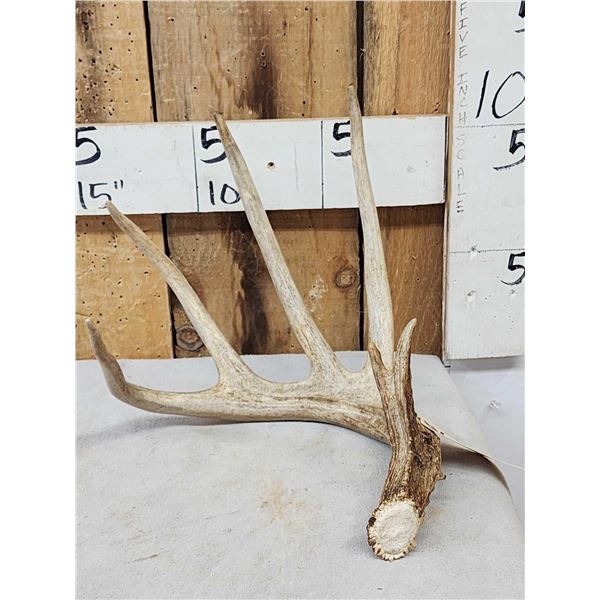 82 7/8" Wild Kansas Whitetail Shed Antler