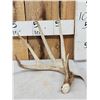 Image 1 : 82 7/8" Wild Kansas Whitetail Shed Antler