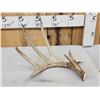 Image 2 : 82 7/8" Wild Kansas Whitetail Shed Antler
