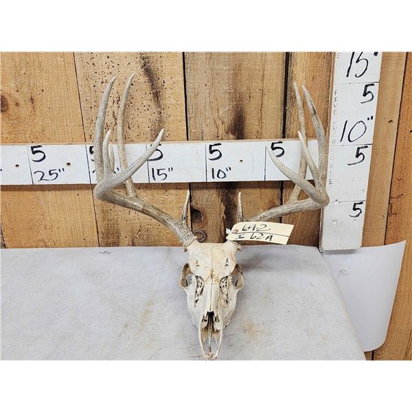Main Frame 5x5 Whitetail Antlers On Skull