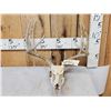 Image 1 : Main Frame 5x5 Whitetail Antlers On Skull