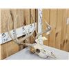 Image 2 : Main Frame 5x5 Whitetail Antlers On Skull