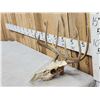 Image 4 : Main Frame 5x5 Whitetail Antlers On Skull