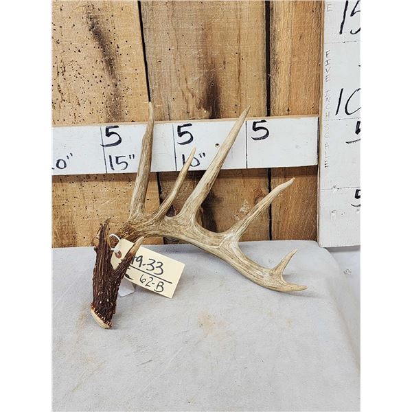 83" Wild Whitetail Shed Antler