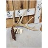 Image 2 : 83" Wild Whitetail Shed Antler