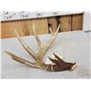 Image 3 : 83" Wild Whitetail Shed Antler