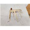 Image 4 : 83" Wild Whitetail Shed Antler