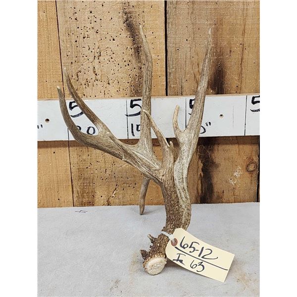 94 3/8" Texas Whitetail Shed Antler