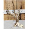 Image 1 : 94 3/8" Texas Whitetail Shed Antler