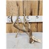 Image 2 : 94 3/8" Texas Whitetail Shed Antler