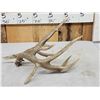 Image 3 : 94 3/8" Texas Whitetail Shed Antler