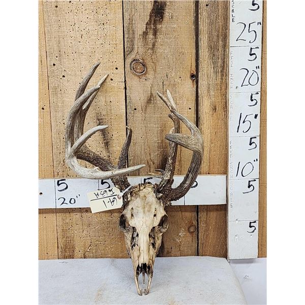 Crazy Wild Nontypical Whitetail Antlers On Skull