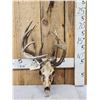 Image 1 : Crazy Wild Nontypical Whitetail Antlers On Skull