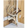Image 2 : Crazy Wild Nontypical Whitetail Antlers On Skull